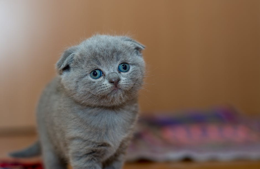 Wat betekent het spreekwoord ‘de kat uit de boom kijken’?