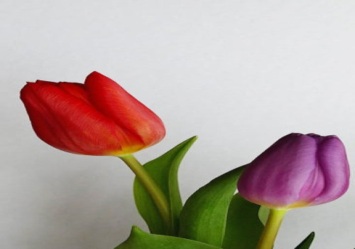 Waar overnachten tijdens de Keukenhof in Lisse?