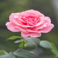 Waar kun je overnachten in de buurt van de Keukenhof zonder de hoofdprijs te betalen?
