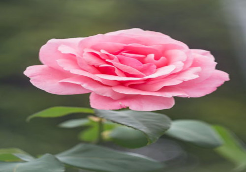 Waar kun je overnachten in de buurt van de Keukenhof zonder de hoofdprijs te betalen?
