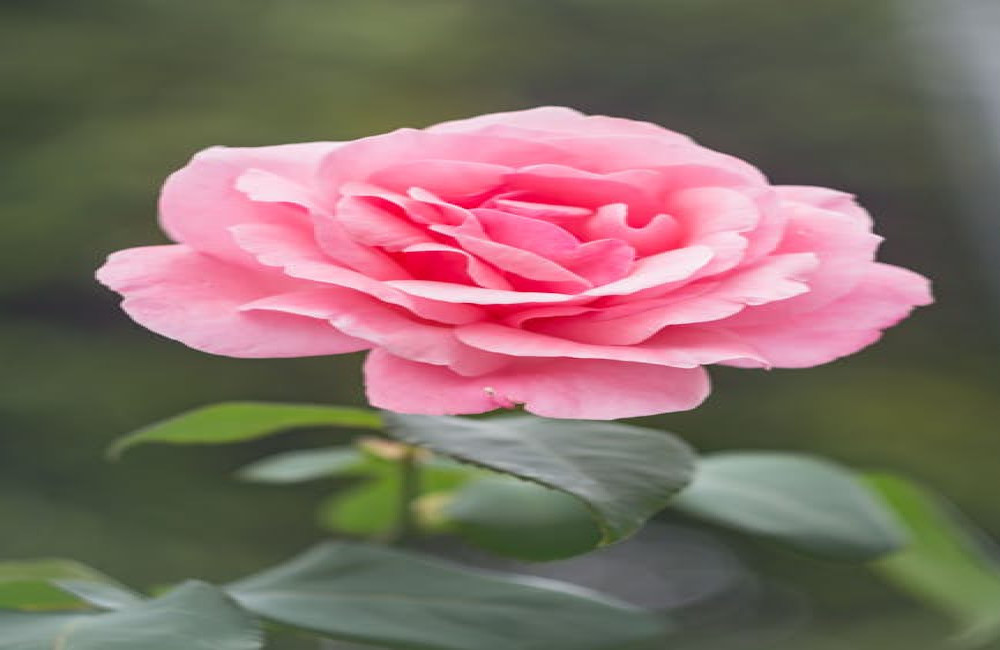 Waar kun je overnachten in de buurt van de Keukenhof zonder de hoofdprijs te betalen?